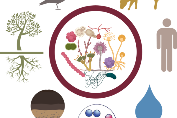 Grafik zeigt: Alle mehrzelligen Organismen sind über vielfältige Mikrobengemeinschaften - das Mikrobiom - miteinander verbunden (Quelle: Abdelfattah/ATB)