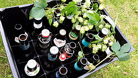 Box with beer bottles (Photo: H.Foltan)