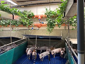 Greened piglet barn (Photo: M.Jakob/ATB)