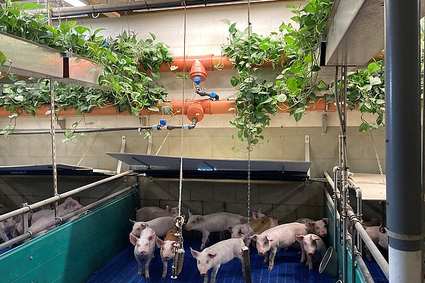 Begrünter Schweinestall (Foto: M.Jakob/ATB)