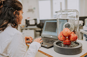 Lagerung in kontrollierter Atmosphäre (Foto: Manuel Gutjahr) Bei der CA-Lagerung werden die O2- und CO2-Konzentrationen innerhalb vorgewählter Grenzwerte überwacht und gesteuert. Ein neuer Trend ist das „dynamische CA-System“, bei dem die Bedingungen ständig an die Atmungsaktivität der Früchte angepasst werden. Durch kontinuierliches Überwachen des Respirationsquotienten (RQ) ist es möglich, bei der Langzeitlagerung von Früchten eine sichere untere O2-Grenze zu gewährleisten. Unser Ziel ist die Entwicklung und Anwendung eines sensorgestützten Systems zur Echtzeit-Überwachung der Atmungsrate und des RQ im DCA-System.