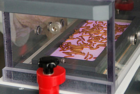 Plasma application for hygieniziation of mealworms (Photo: Rumposch/ATB)