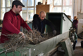 Guillotine zerschneidet das Hanfstroh zu Faserrohstoff.