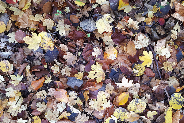 Autumn leaves in the city - up to now hardly used for energy (Photo: Foltan/ATB)