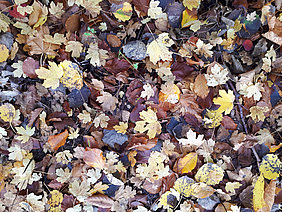 Autumn leaves in the city - up to now hardly used for energy (Photo: Foltan/ATB)