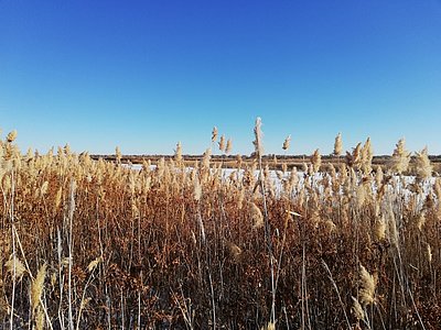 Reed - bioresource with considerable exploitation potential (Photo: Joachim Venus/ATB)