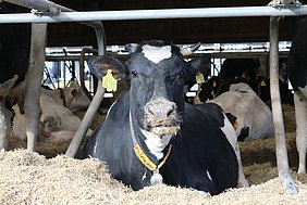 Milchrind_Stall Gross Kreutz_Leibniz-Institut für Agrartechnik und Bioökonomie_Foto_Rumposch_ATB