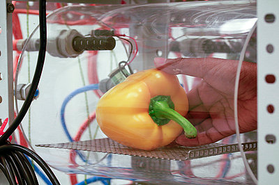 Einlegen einer Paprika in die Kammer zur Messung des Gaswechsels (Foto: Grimm/ATB)