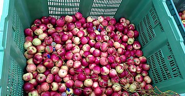 Apple bins equipped with sensors for determination of cooling periods