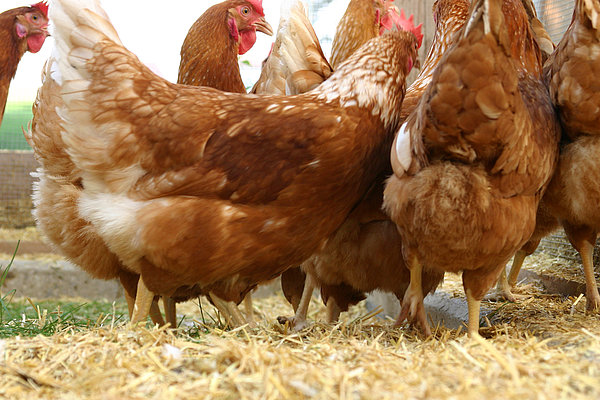  Hens on straw bedding (Photo: ATB)