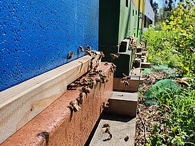 Arrival and departure of bees in front of the hives at ATB