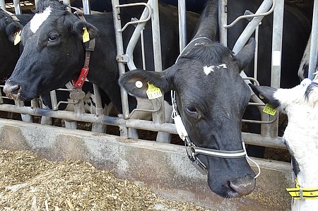 Dairy cow with a new sensor for measuring respiration rate (Photo: ATB)