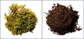 Comparison: untreated biomass versus biomass processed into artificial peat