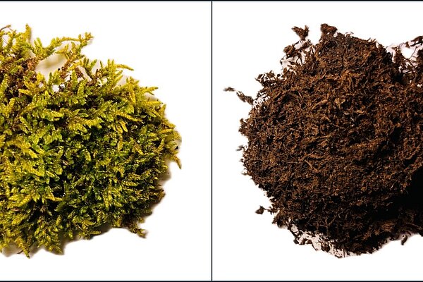 Comparison: untreated biomass versus biomass processed into artificial peat
