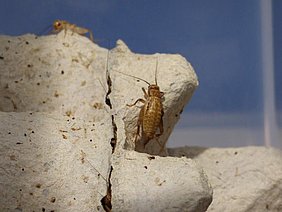 Young cricket in breeding on egg board