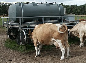 Kühe an einer mobilen Tränke im Freiland (Photo: ATB)