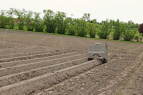 Field robot drives along the vegetable dam