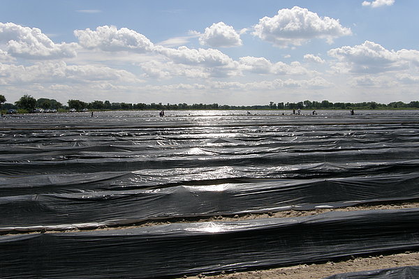 Asparagus cultivation under plastic film (Photo: Geyer/ATB)