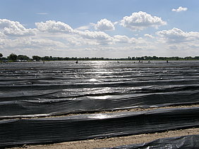 Asparagus cultivation under plastic film (Photo: Geyer/ATB)