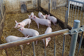 Ferkelhaltung auf Stroh (Foto: Stollberg/ATB)