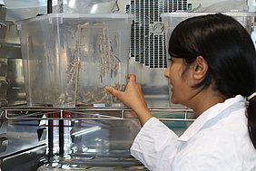 Breeding of crickets in the incubator (Photo: Schwab/ATB)