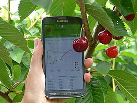 Den besten Erntezeitpunkt berechnen mit der App „Cherry Harvest Size“ (Foto: ATB/Zude-Sasse)