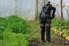Alltag im Gemüsebau: Arbeiten in gebeugter Haltung (Foto: M.Jakob/ATB)