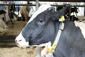 Entspannt liegende Kuh im Milchviehstall (Foto: ATB)