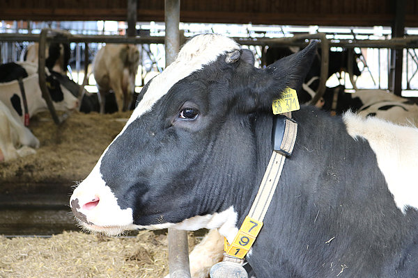 Relaxed lying cow in the dairy barn (Photo: ATB)