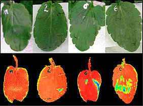 Chlorophyll-fluorescence, lambs lettuce (Photo: ATB)