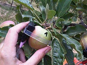 Optische Sensoren an Früchten ermöglichen u.a. die präzise Bestimmung des Erntetermins (Foto: Zude/ATB)