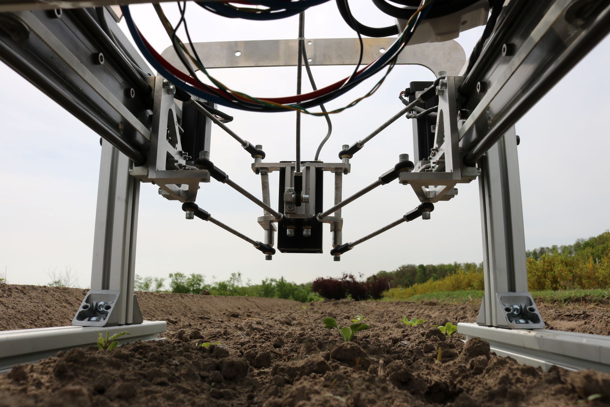 Lasermodul an Aktuator über kleinen Gemüsepflänzchen auf dem Feld