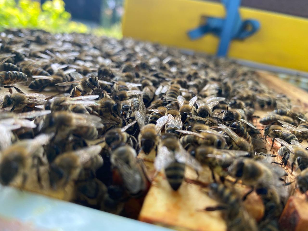 Numerous bees at the open hive
