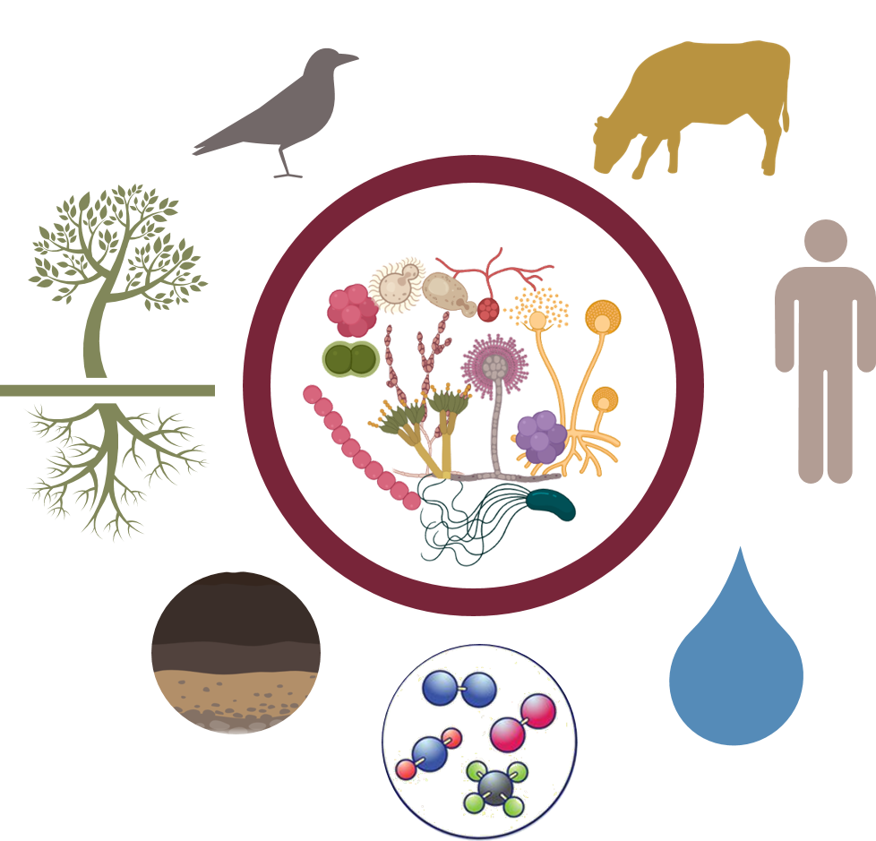 Grafik zeigt: Alle mehrzelligen Organismen sind über vielfältige Mikrobengemeinschaften - das Mikrobiom - miteinander verbunden (Quelle: Abdelfattah/ATB)