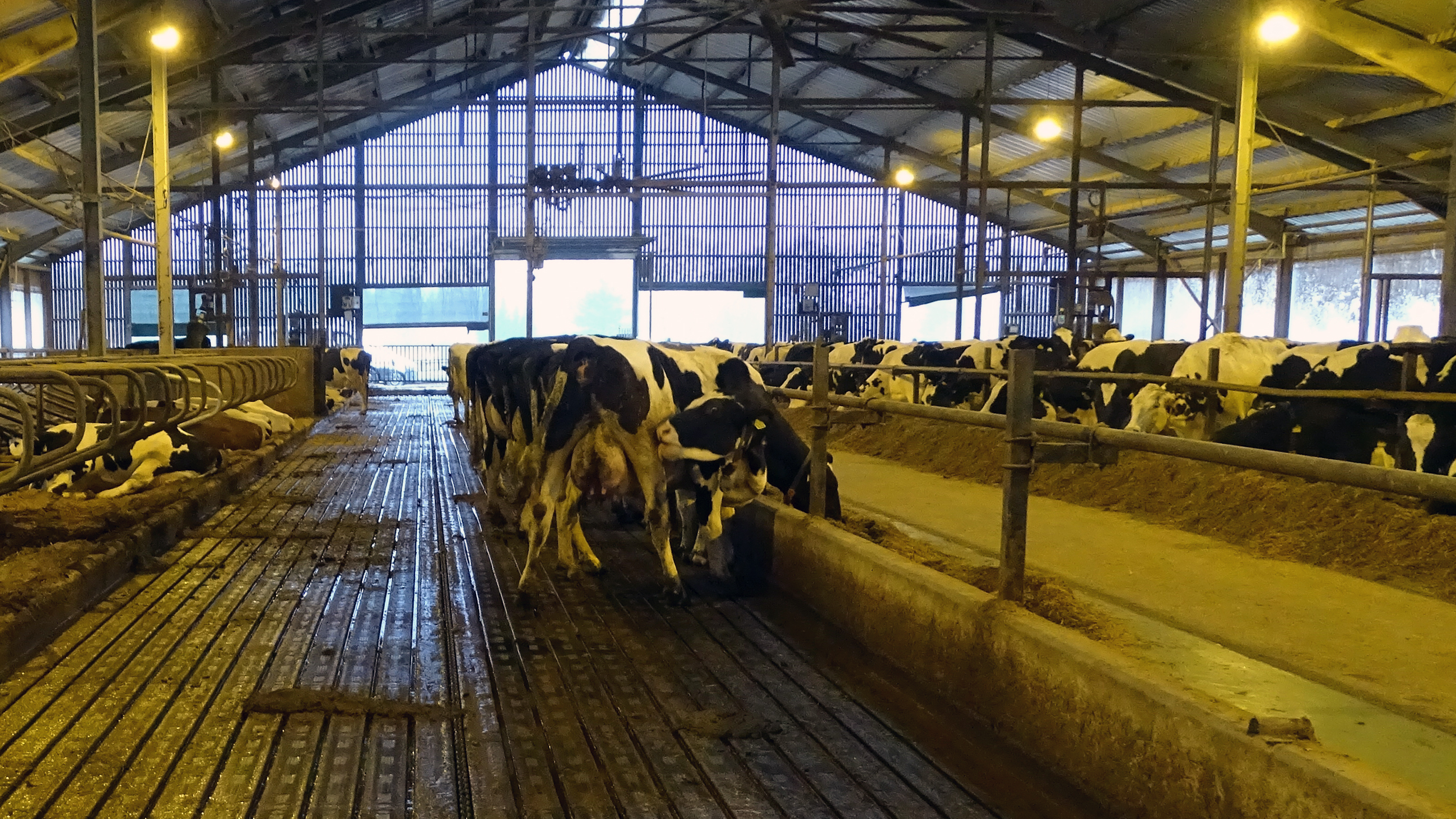 Barn design of the future: Innovative floor surfaces for lower emissions (Photo: ATB)